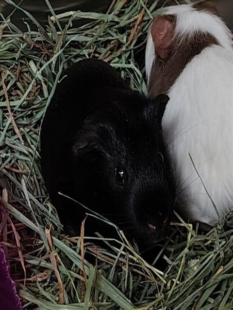 ACHILLES - Guinea Pig available for adoption