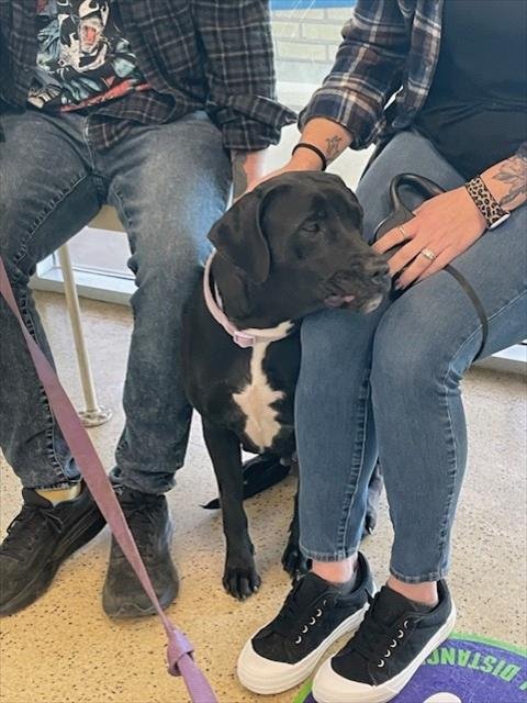 EMBER - Pit Bull Terrier / Labrador Retriever available for adoption