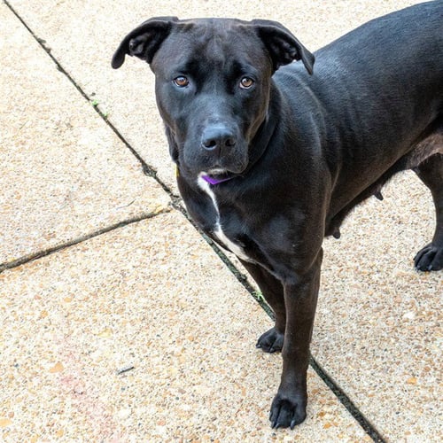MILLIE - Labrador Retriever / Pit Bull Terrier available for adoption