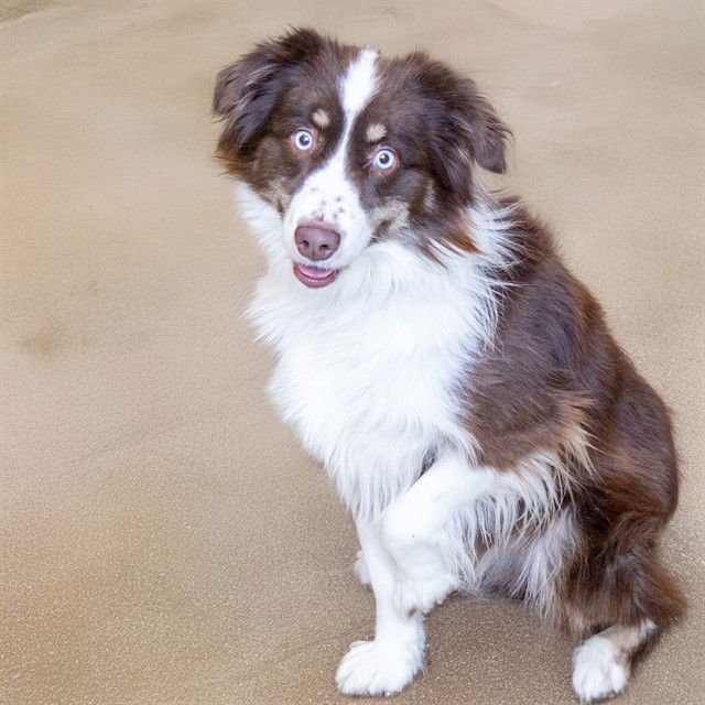 DINO - Australian Shepherd available for adoption