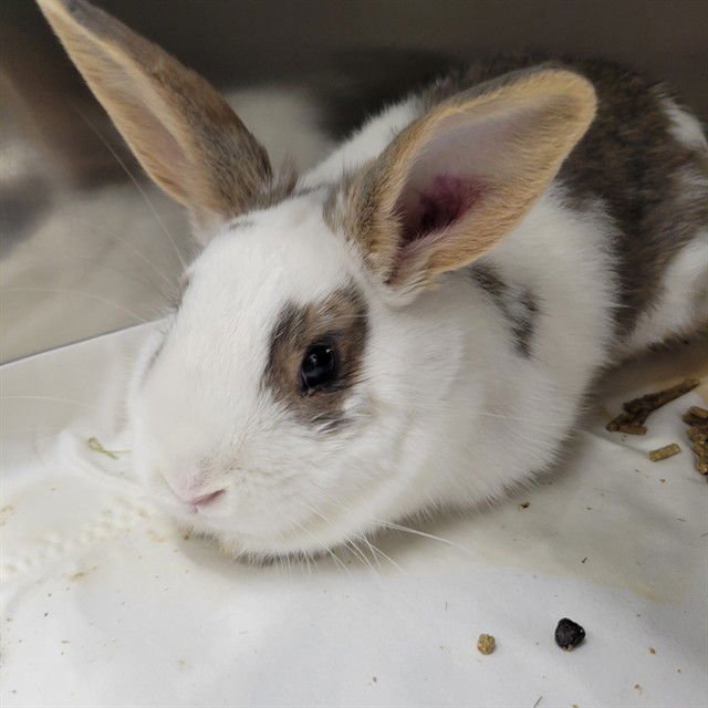 BLAKELY - Shorthaired Rabbit available for adoption