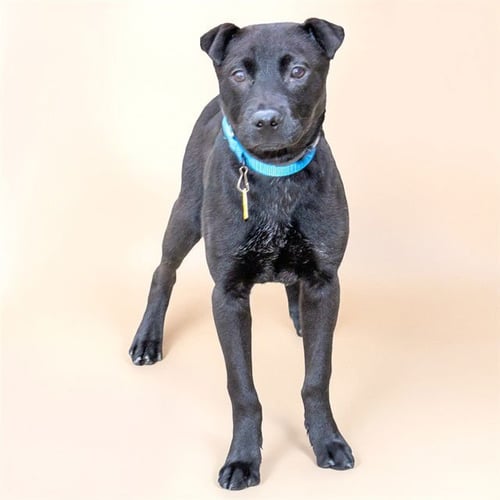 DONEGAL - Labrador Retriever / Chinese Shar-Pei available for adoption