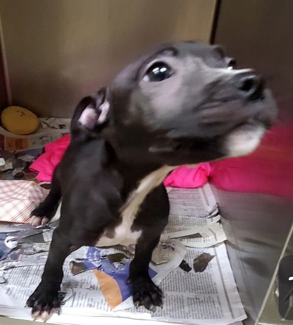 HONEYBUN - Pit Bull Terrier available for adoption