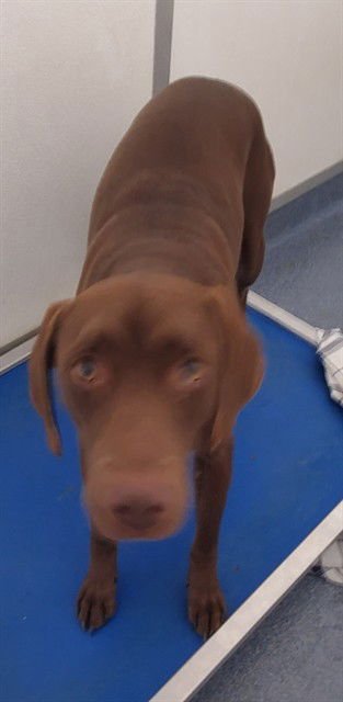 RAMEN - Labrador Retriever available for adoption