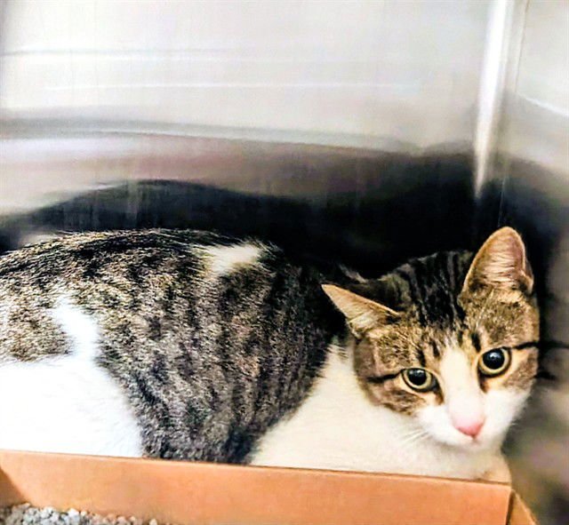 RAH RAH RAISIN - Domestic Short Hair available for adoption