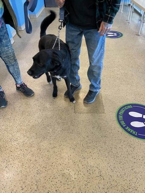 BEAR - Labrador Retriever available for adoption