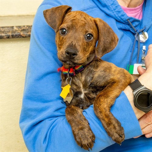 CLEFAIRY - Beagle / Plott Hound available for adoption