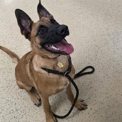CAIMEN - Belgian Shepherd Malinois / German Shepherd Dog available for adoption