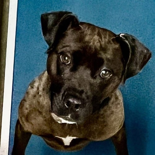 SQUONK - Pit Bull Terrier available for adoption