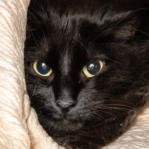 FOXY - Domestic Long Hair available for adoption