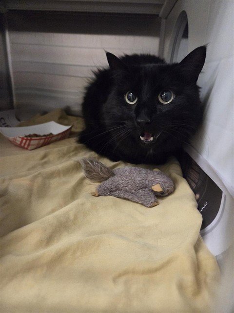 FOXY - Domestic Long Hair available for adoption