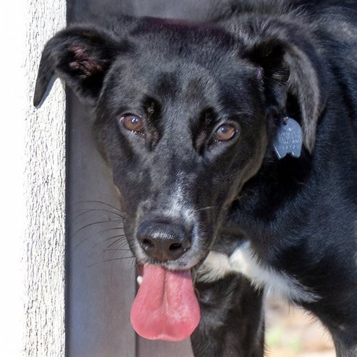 RIVER - German Shepherd Dog available for adoption