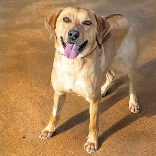 PESTO - Labrador Retriever available for adoption