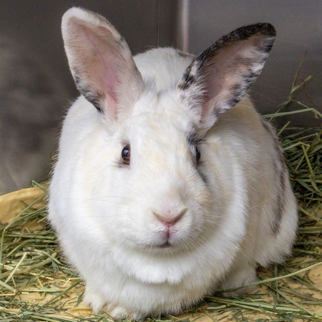 BONNIE - Shorthaired Rabbit available for adoption