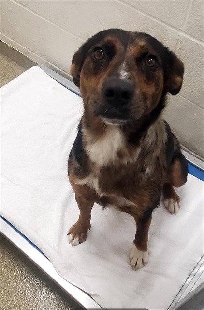 MANATEE - Catahoula Leopard Dog available for adoption