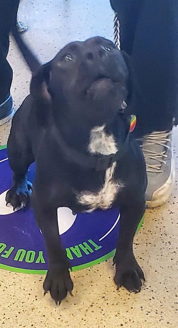 LUNA - Basset Hound / Labrador Retriever available for adoption