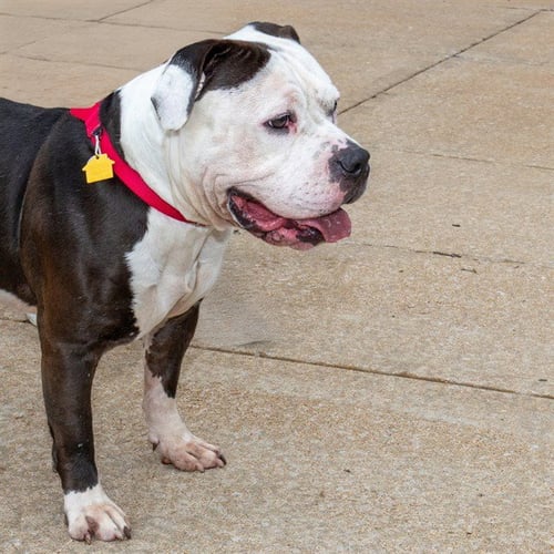 CHICO - Pit Bull Terrier available for adoption