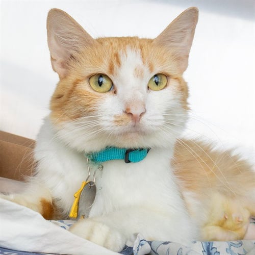 CABARET - Domestic Medium Hair available for adoption