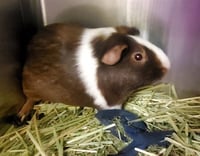 SPEEDY - Photo 1