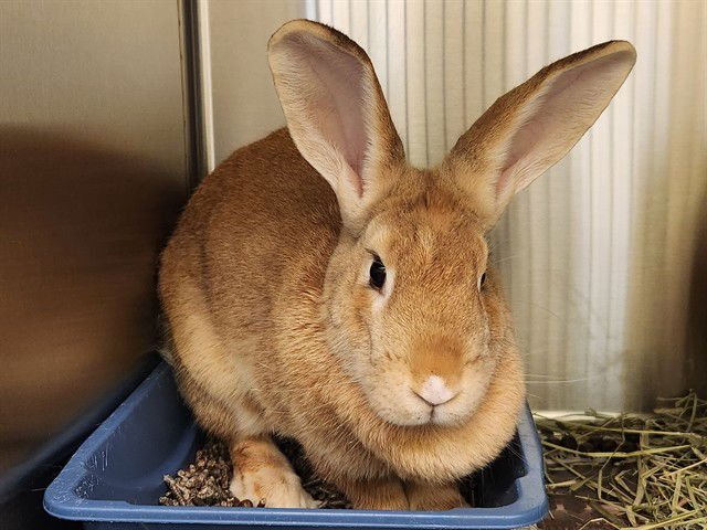 TWIX - Flemish Giant available for adoption