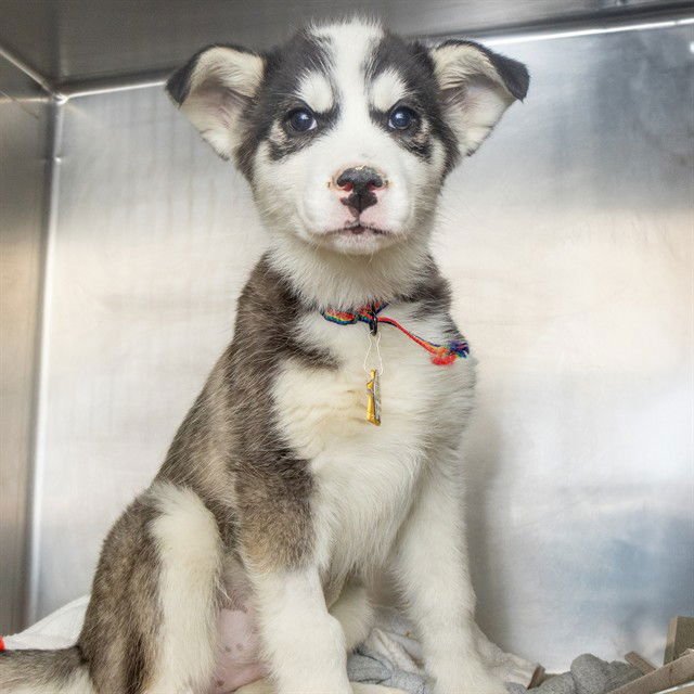FREYA - Siberian Husky available for adoption