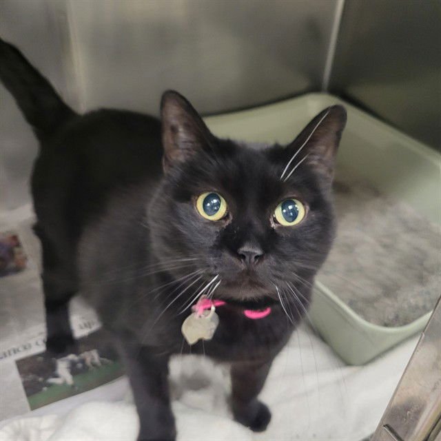 BELLA - Domestic Short Hair available for adoption