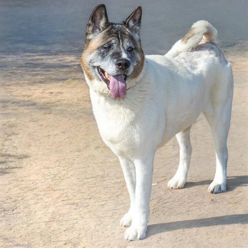 KEAGAN - Akita available for adoption