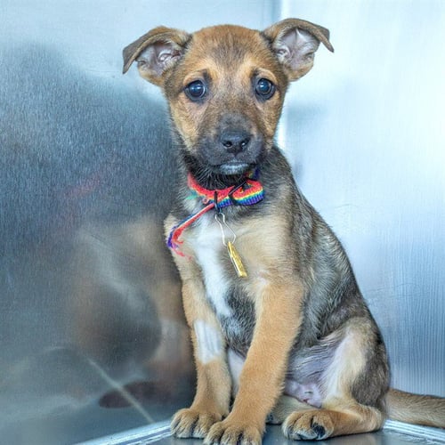 WAFER - Australian Shepherd available for adoption