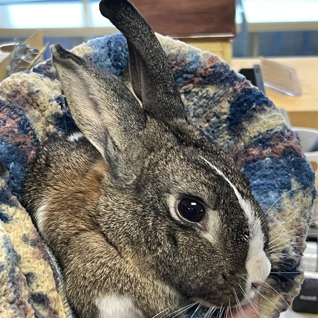 TULIP - Shorthaired Rabbit available for adoption
