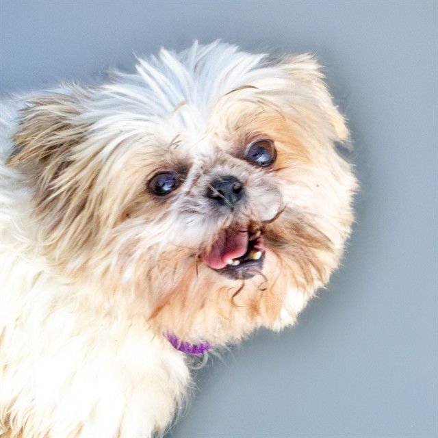 BUNNY - Maltese / Shih Tzu available for adoption