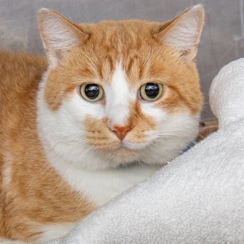 BEN - Domestic Short Hair available for adoption