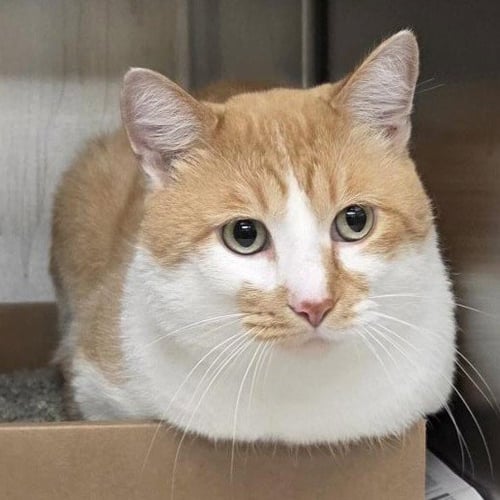 BEN - Domestic Short Hair available for adoption