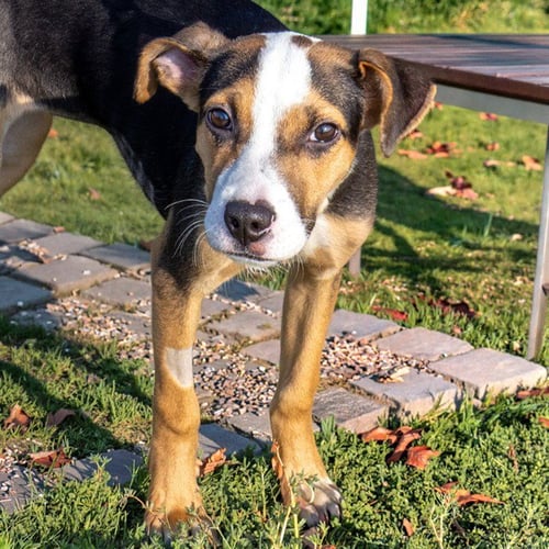 ACACIA - Treeing Walker Coonhound available for adoption