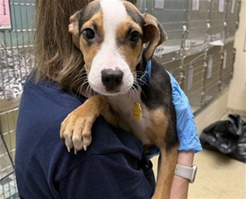 ACACIA - Treeing Walker Coonhound available for adoption