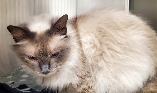 STAR - Domestic Medium Hair available for adoption