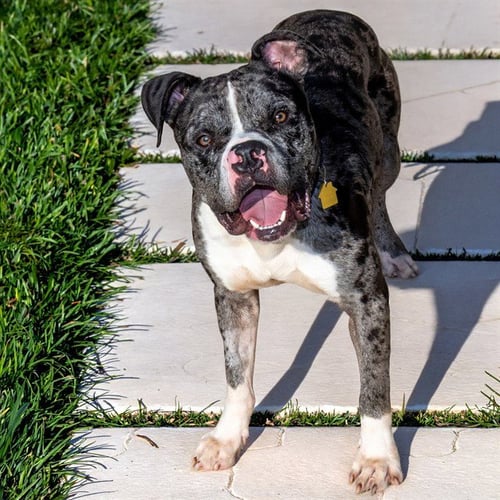 BOBBLE - Pit Bull Terrier available for adoption