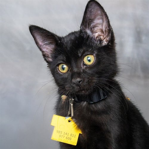 BIRCH - Domestic Short Hair available for adoption