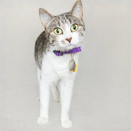 CHALKBOARD - Domestic Short Hair available for adoption