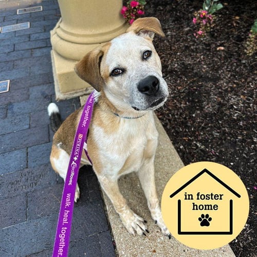 GROVER - Pit Bull Terrier / Australian Cattle Dog/Blue Heeler available for adoption