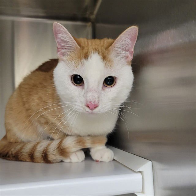 ROLLIE POLLIE - Domestic Short Hair available for adoption