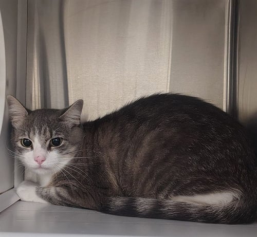 WHALY - Domestic Short Hair available for adoption