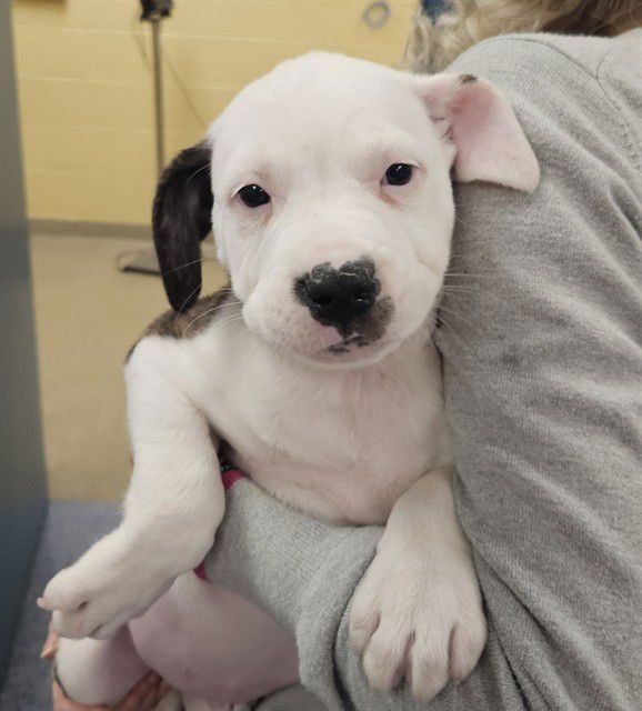 MARSHEL - Plott Hound available for adoption