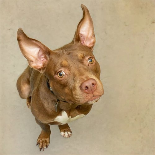 NICO - Pit Bull Terrier available for adoption