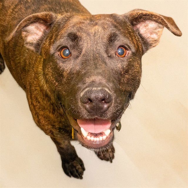 BUDDY - Plott Hound available for adoption