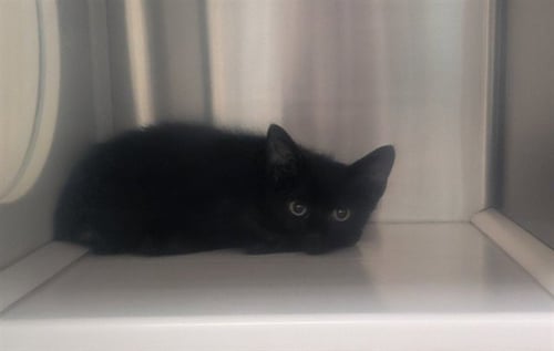 COAL - Domestic Short Hair available for adoption