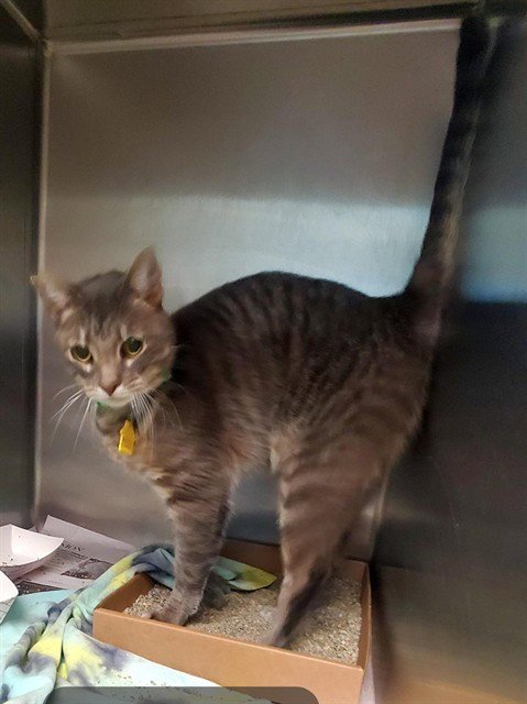 NELLY - Domestic Short Hair available for adoption