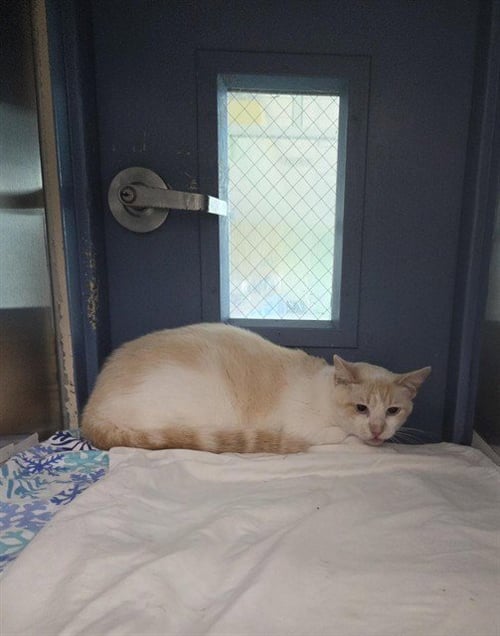 CROCUS - Domestic Short Hair for adoption in St. Louis
