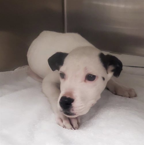 SNOOPY - Pointer available for adoption