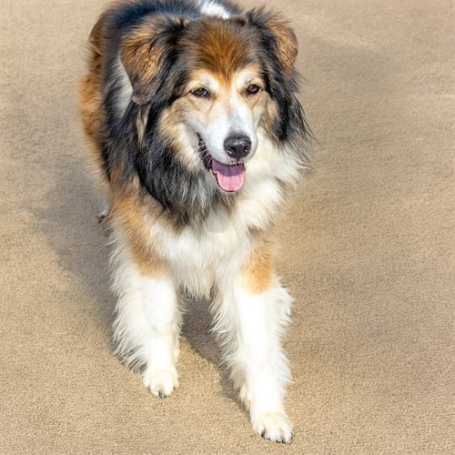FEATHER - Great Pyrenees available for adoption