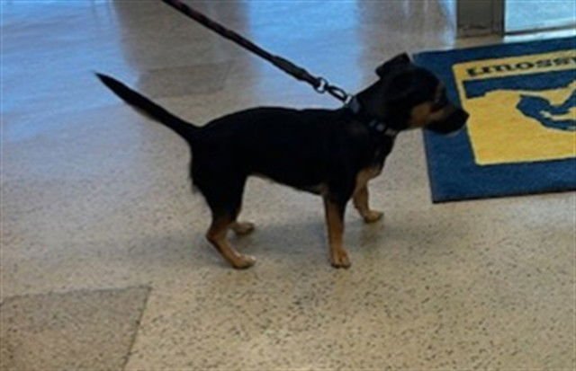 CHICA - Dachshund available for adoption